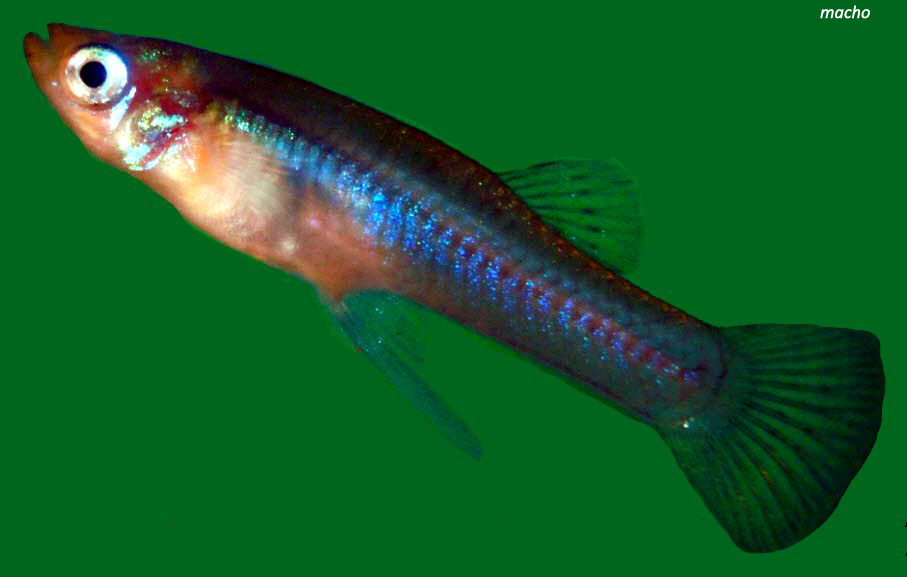 Gambusia holbrooki_macho.jpg